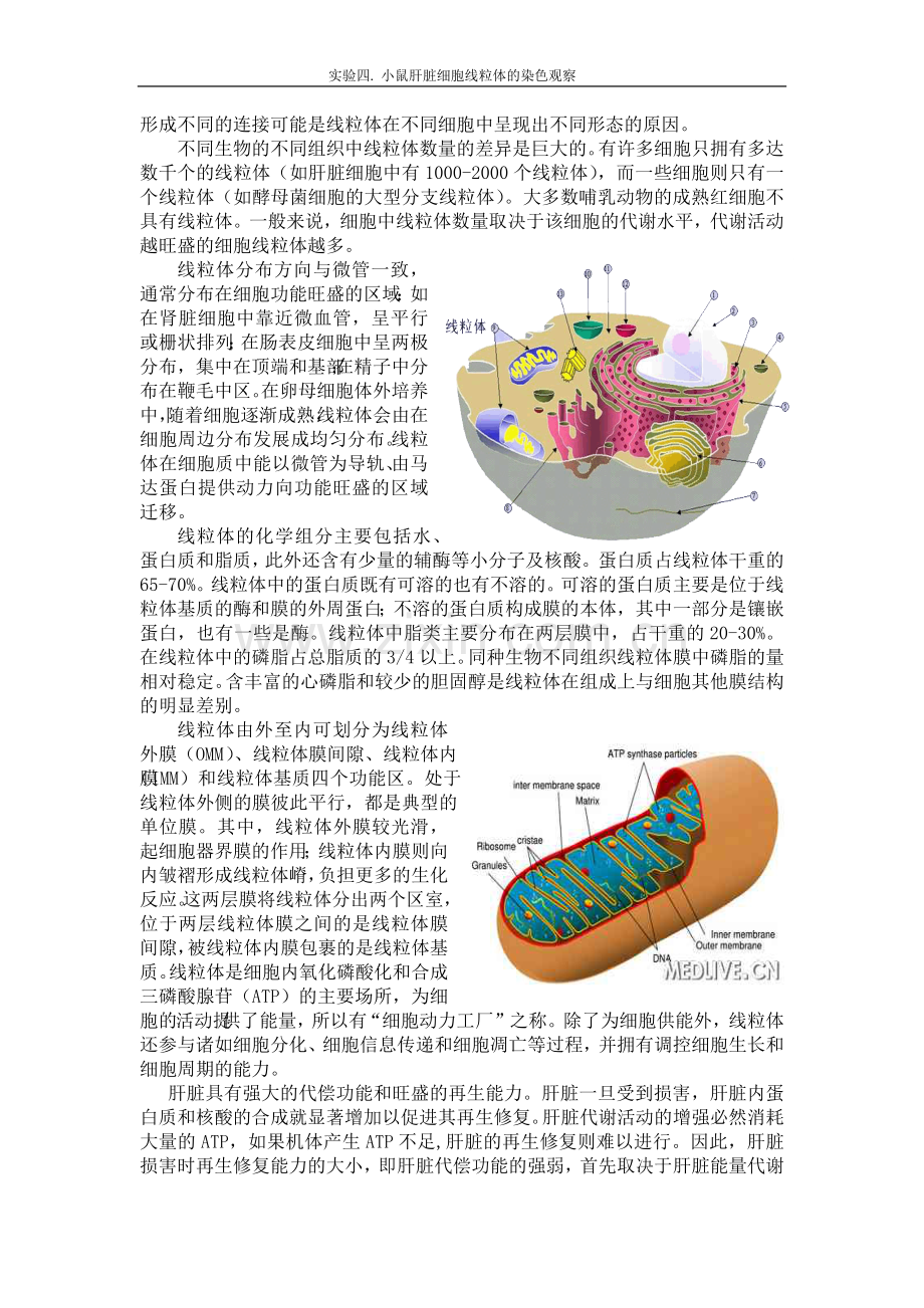 小鼠肝细胞线粒体的染色观察.docx_第2页
