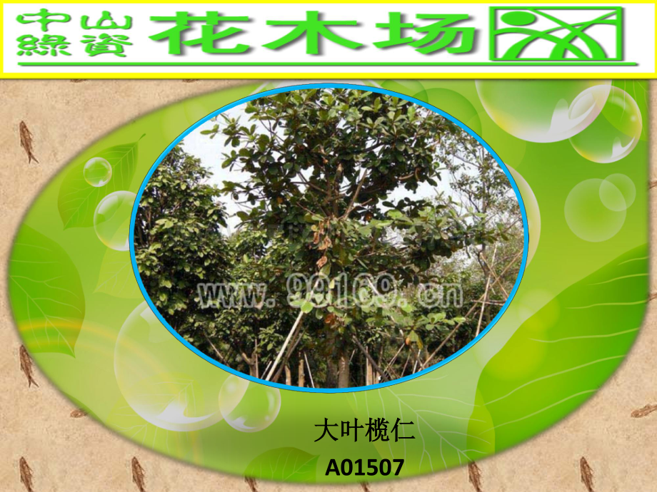 苗木,绿化,广东花木,中山花木场之大叶榄仁,垂榕,垂柳,大叶榕图片赏悦2.pdf_第1页