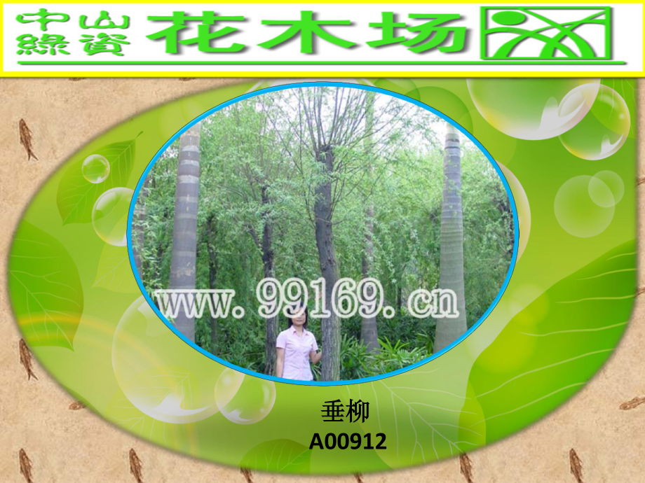 苗木,绿化,广东花木,中山花木场之大叶榄仁,垂榕,垂柳,大叶榕图片赏悦2.pdf_第2页