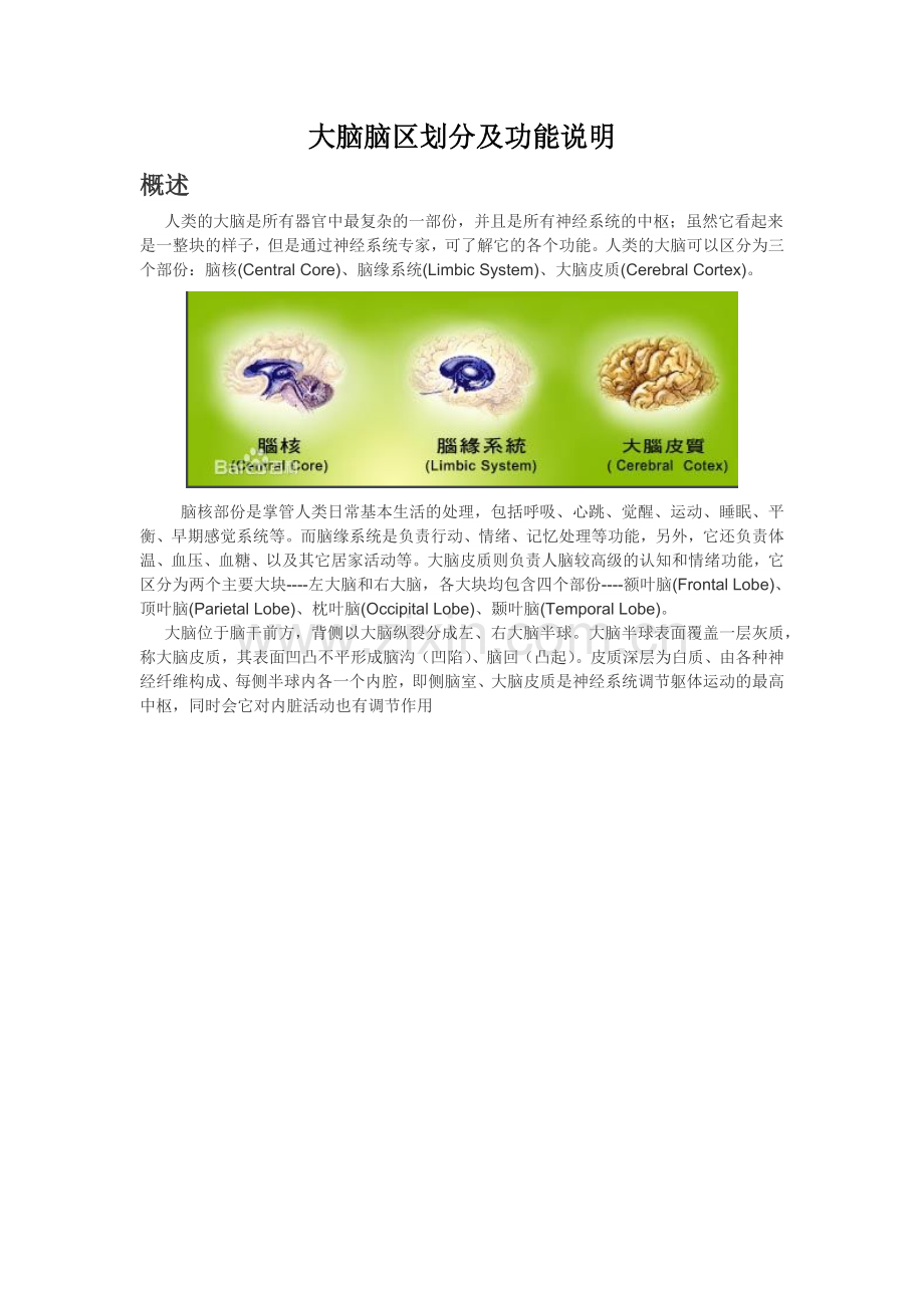 各脑区划分及功能.docx_第1页