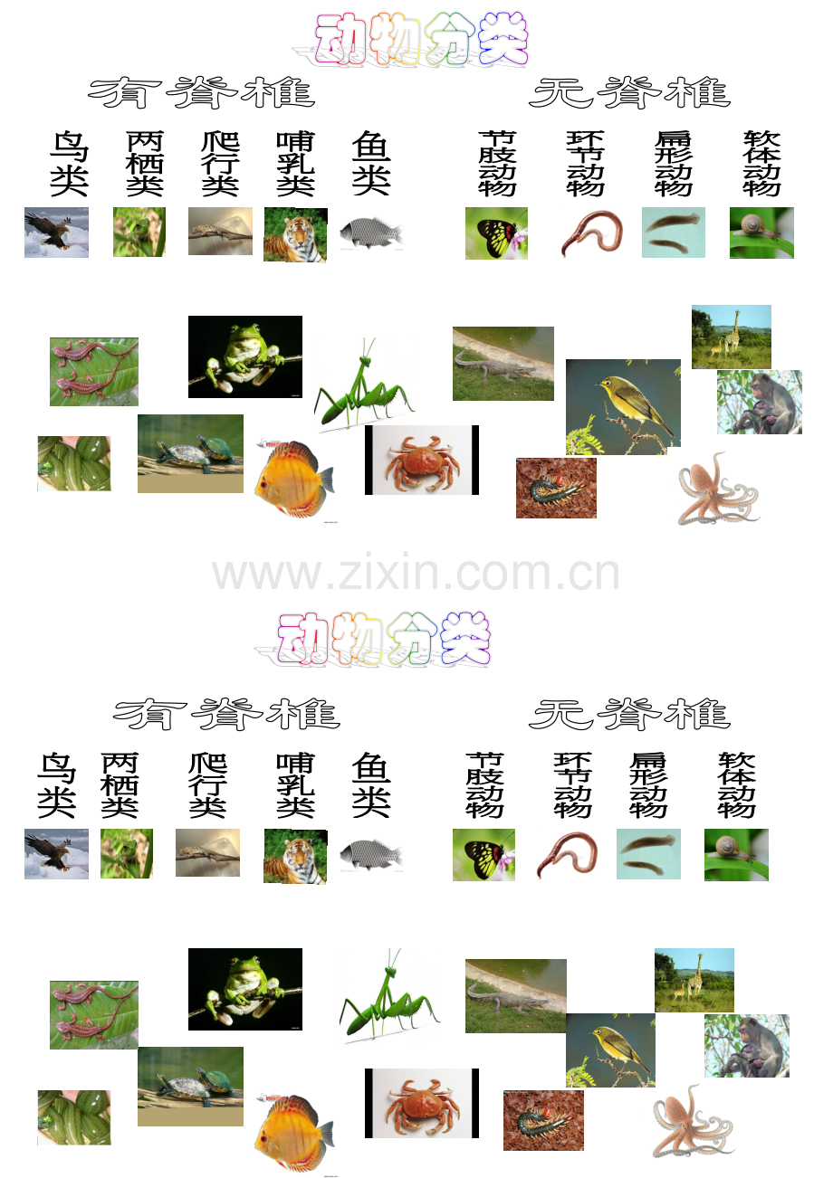 动物分类连线图.doc_第1页
