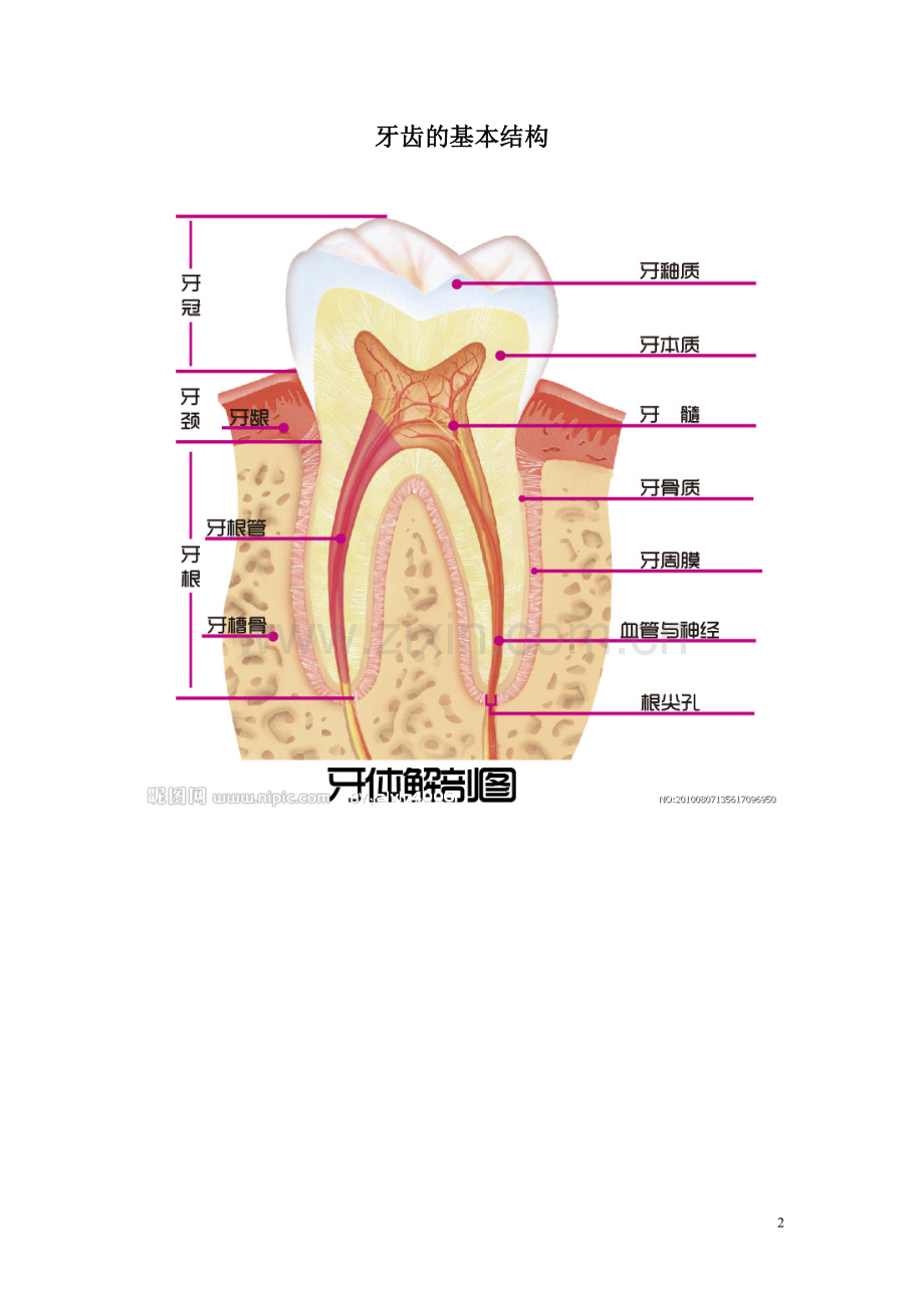 口腔基本知识.doc_第2页