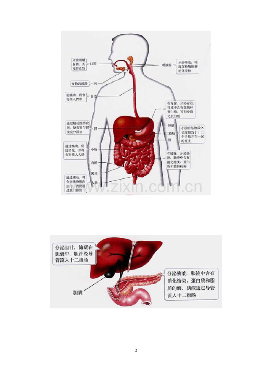 人教版七年级生物下册：生物学知识示意图.docx_第2页