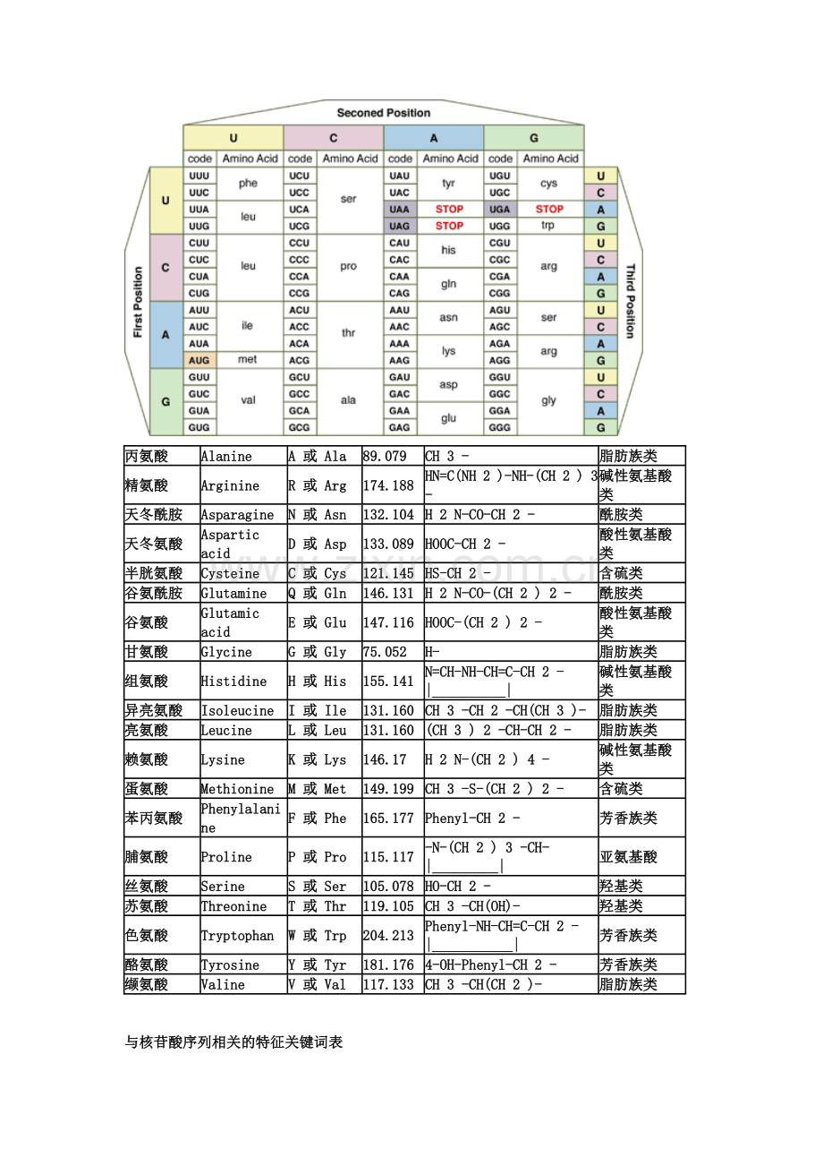 氨基酸密码子对照表.doc_第1页