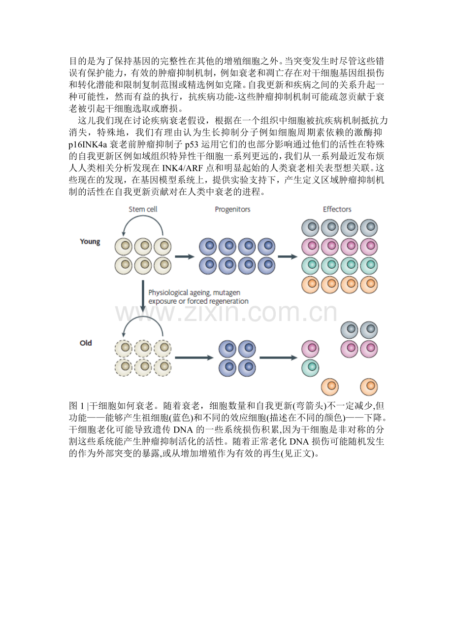 干细胞文献翻译.doc_第2页