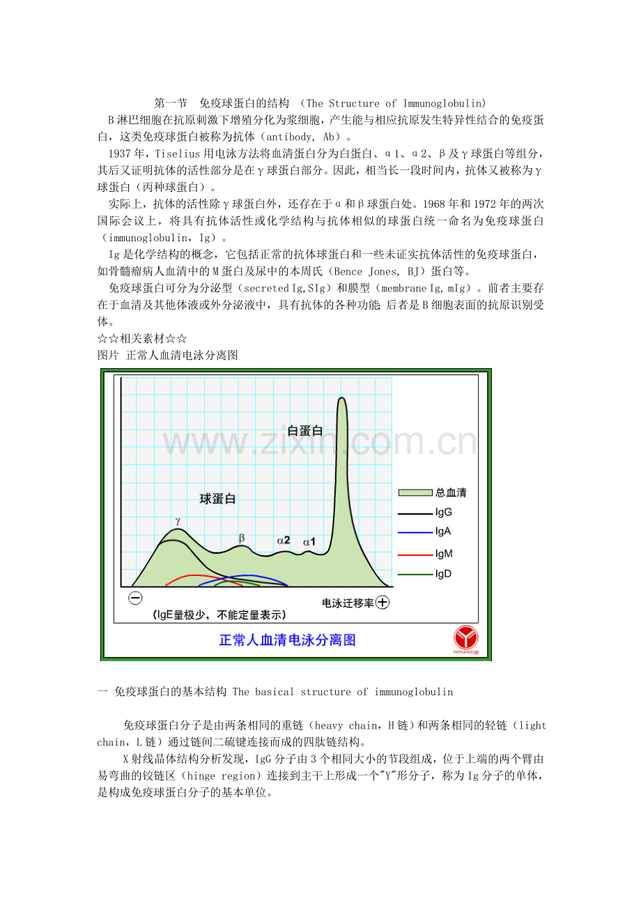 免疫球蛋白的结构.doc_第1页