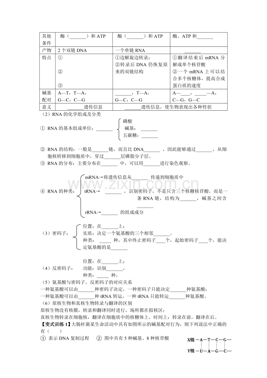 基因的表达--一轮复习学案.doc_第2页