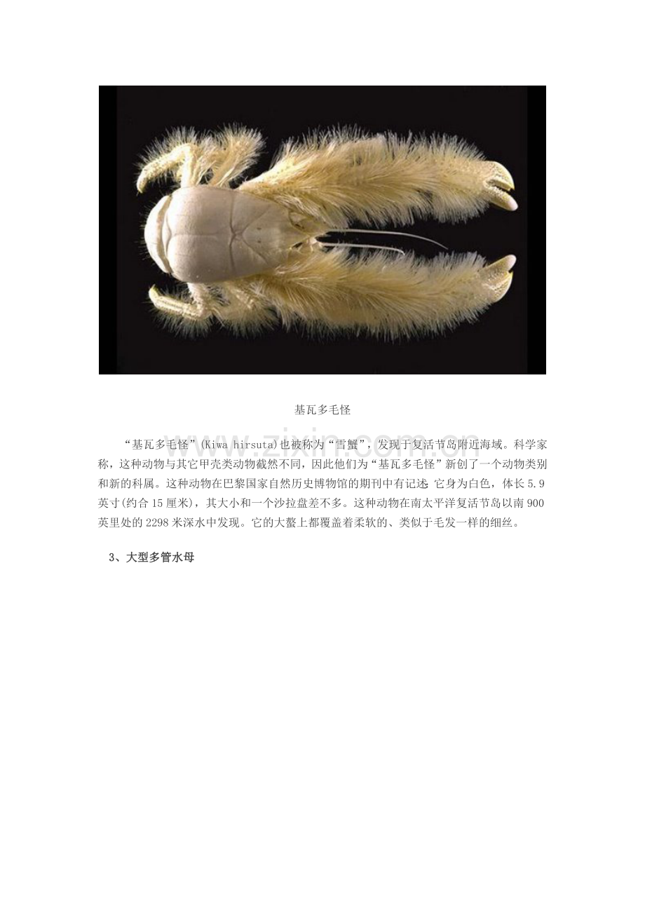 国际海洋生物介绍.docx_第2页