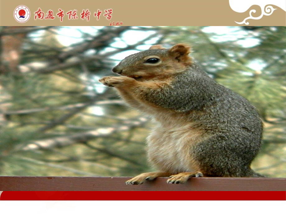 《松鼠》教学课件定稿.ppt_第2页