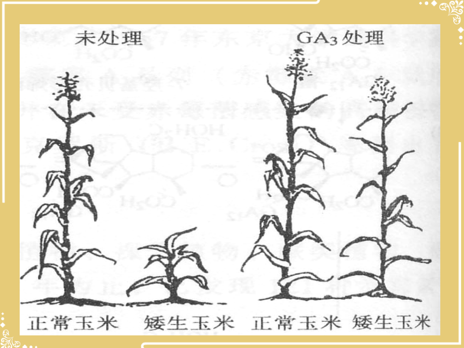 生物必修三其他植物激素.ppt_第2页
