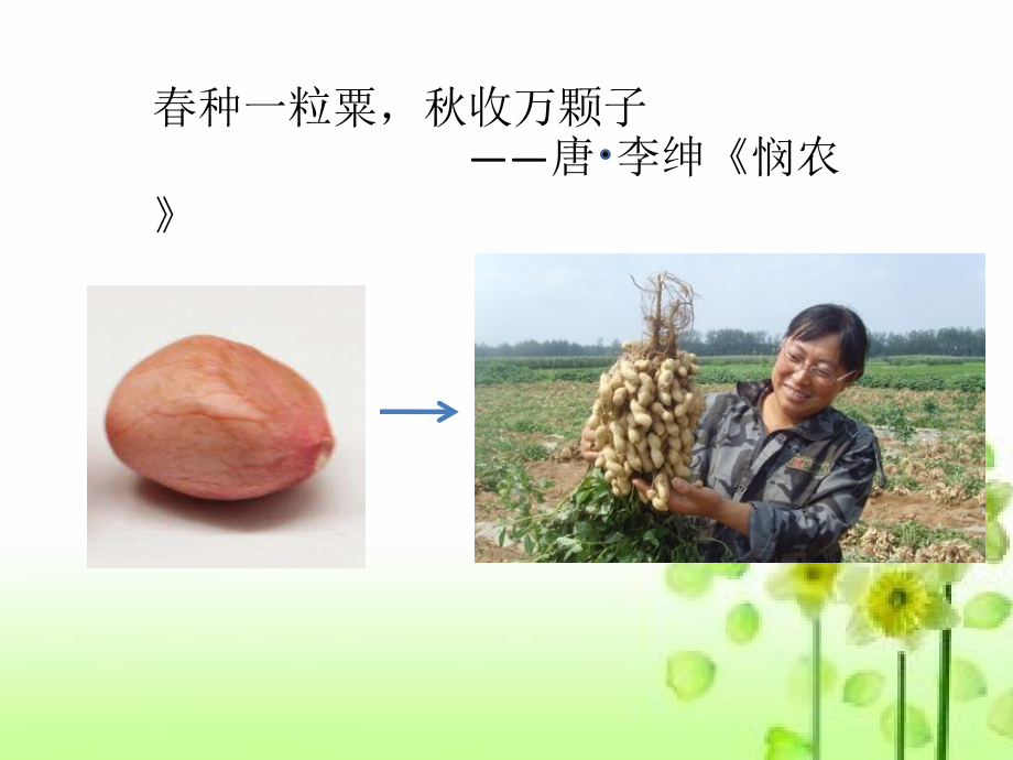 二年级下册道德与法治课件-4-试种一粒籽---部编版.pptx_第2页