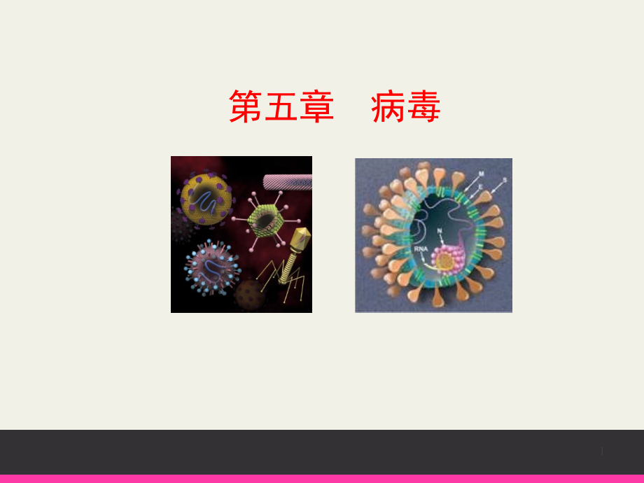 初中二年级生物上册第五单元-第五章-病毒第一课时课件.ppt_第1页