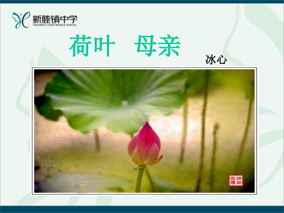 (部编)初中语文人教七年级上册荷叶--母亲.ppt_第1页