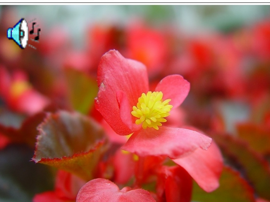 花儿为什么这样红的课件.ppt_第1页