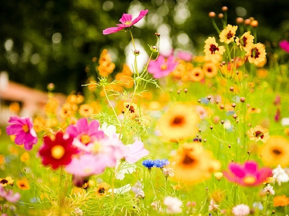 花儿为什么这样红的课件.ppt_第2页