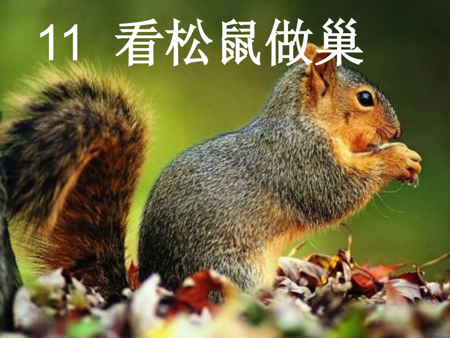 看松鼠做巢ppt.ppt_第1页