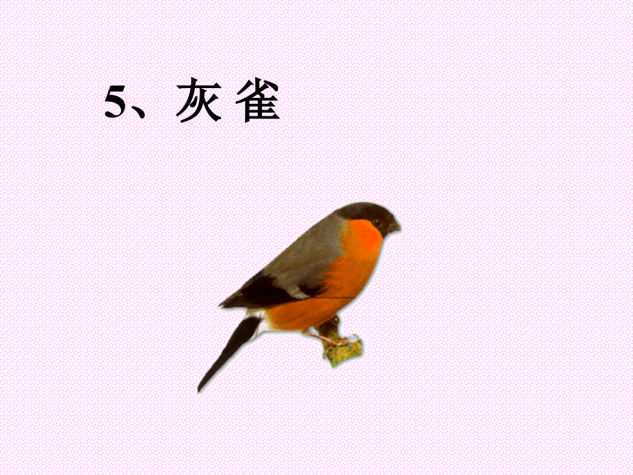 灰雀第一课时.ppt_第1页