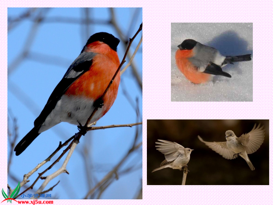 灰雀第一课时.ppt_第2页