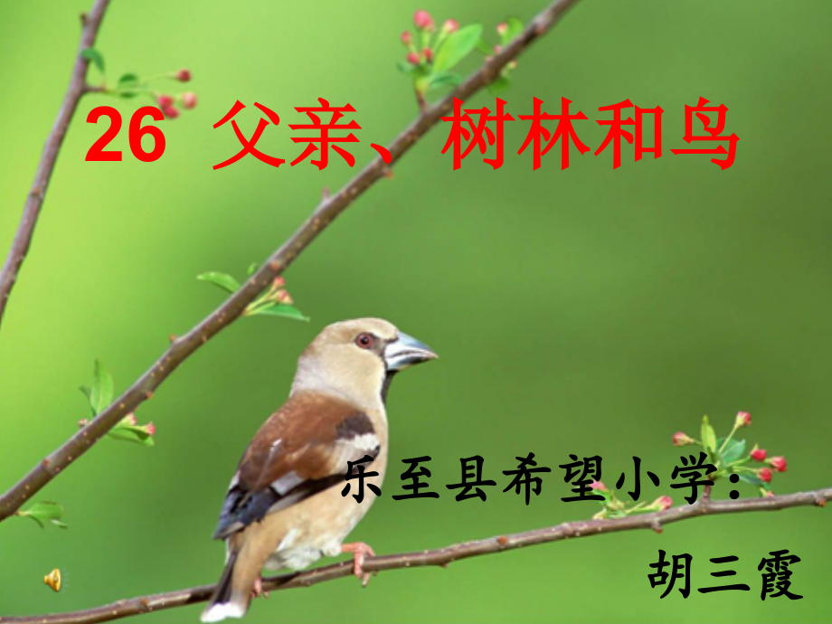 父亲、树林和鸟..ppt_第1页