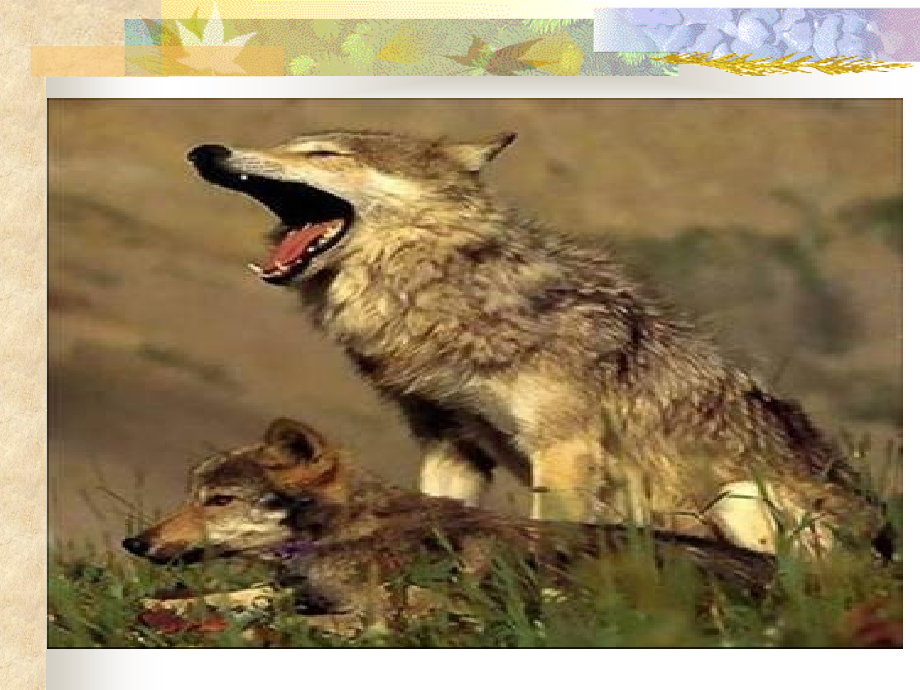 东郭先生与狼.ppt_第2页