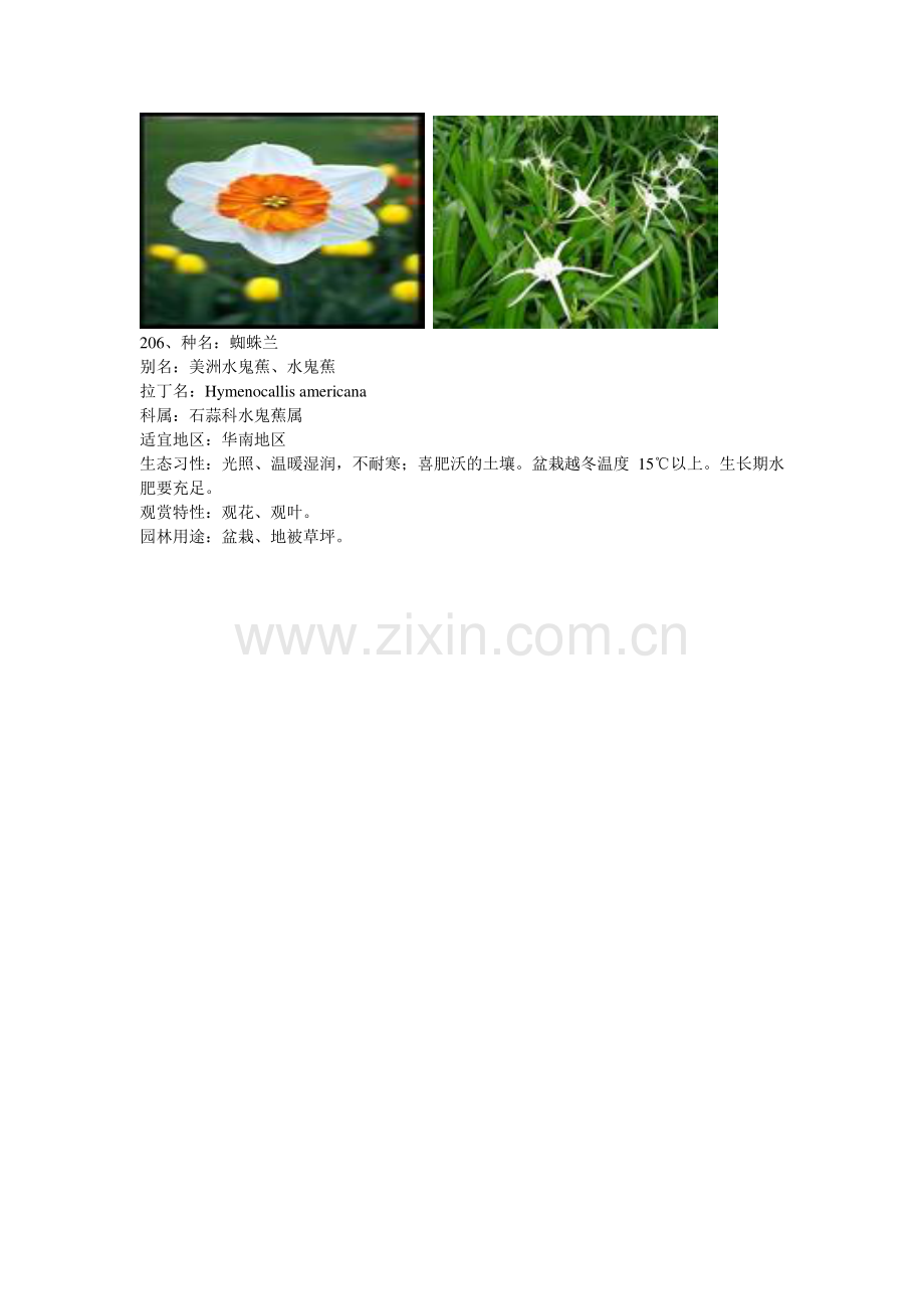 常见园林植物(广东省)2.docx_第2页