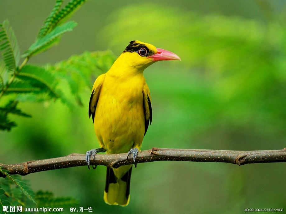 和小鸟最相亲爱.ppt_第2页