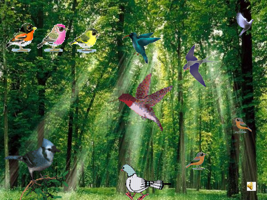 放小鸟ppt.ppt_第1页