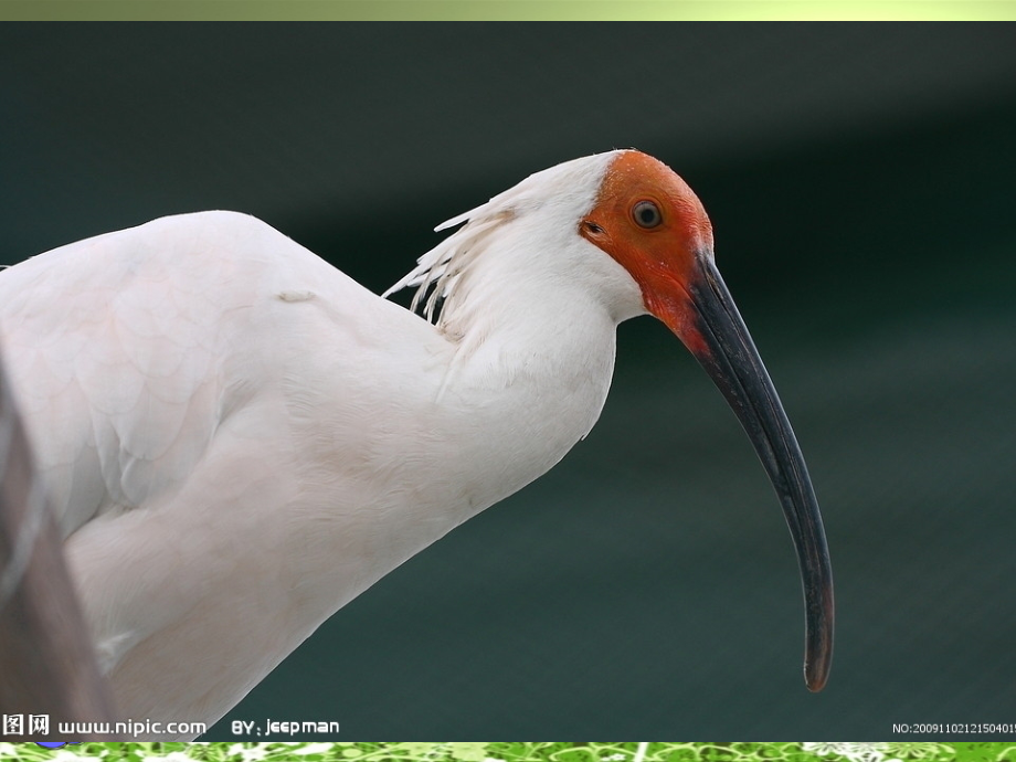 四年级语文上课件-朱鹮飞回来了北师大版.ppt_第2页