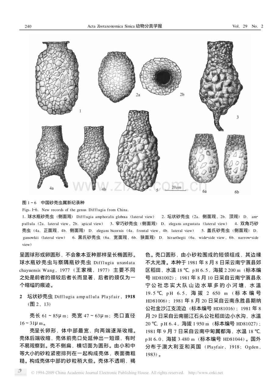 中国砂壳虫属新纪录_肉鞭门_根足总纲_叶足纲_表壳目_砂壳科_[1].pdf_第2页
