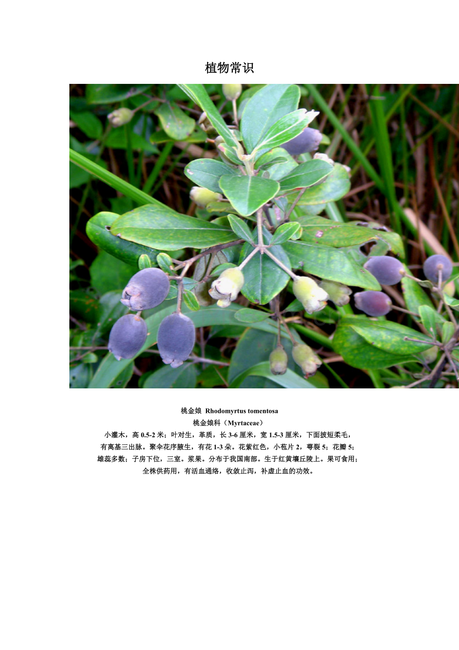 植物常识.doc_第1页