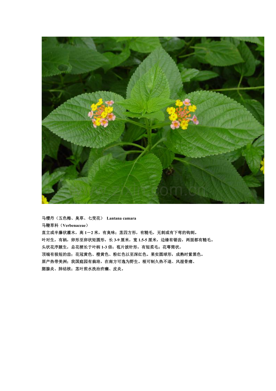 植物常识.doc_第2页