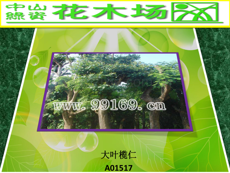 花木,园林绿化,广东花木之大叶榄仁,垂榕,大叶紫微,大叶榕图片赏悦43.pdf_第1页