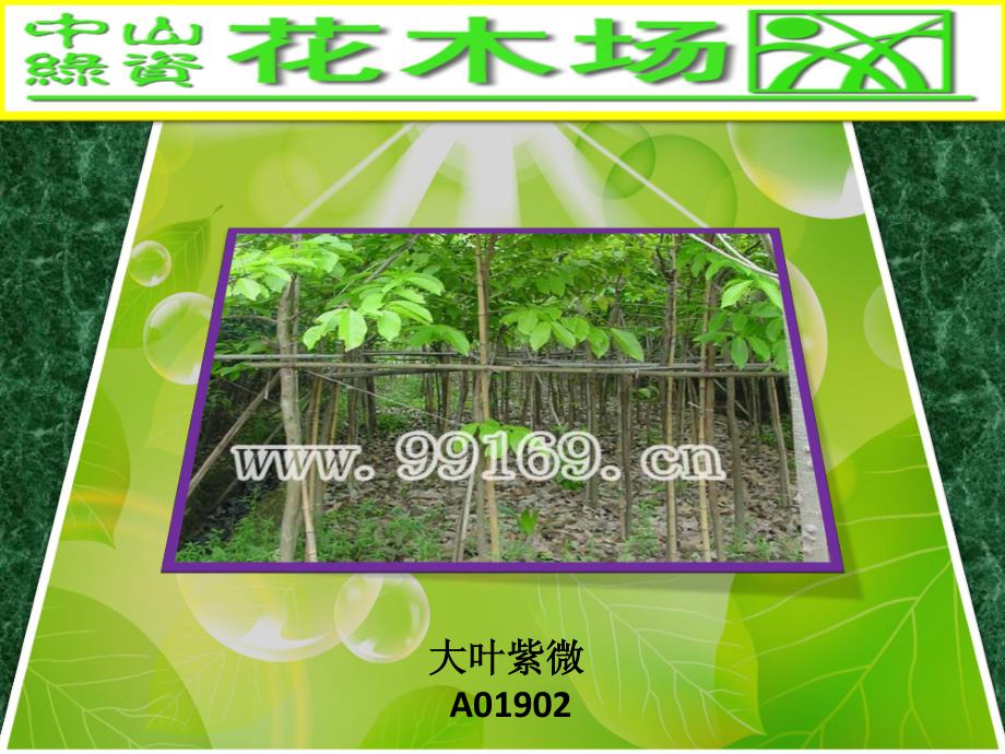 花木,园林绿化,广东花木之大叶榄仁,垂榕,大叶紫微,大叶榕图片赏悦43.pdf_第2页
