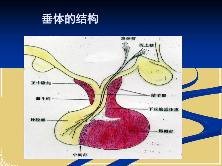 垂体瘤的诊治指南.ppt_第2页