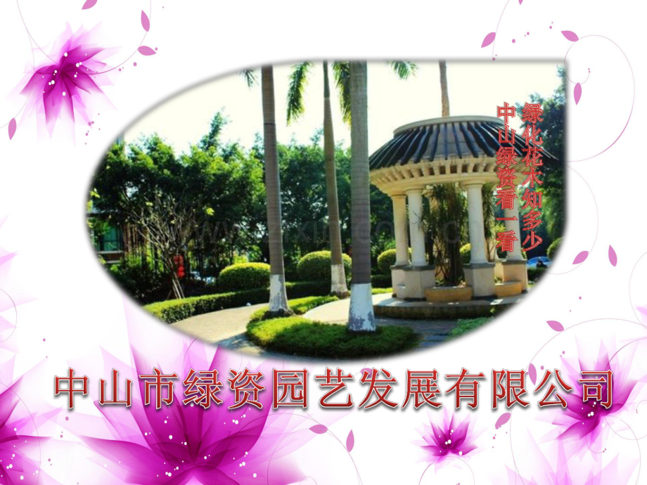 花木,园林绿化,广东花卉,花园绿化之希美丽,鸭脚木,洋金凤简介.pdf_第1页