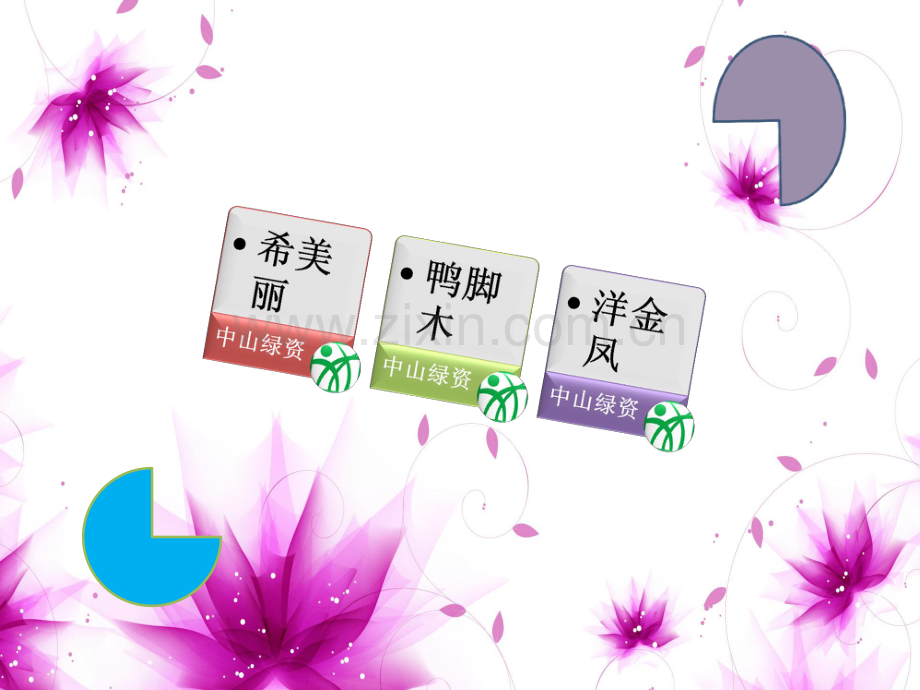 花木,园林绿化,广东花卉,花园绿化之希美丽,鸭脚木,洋金凤简介.pdf_第2页