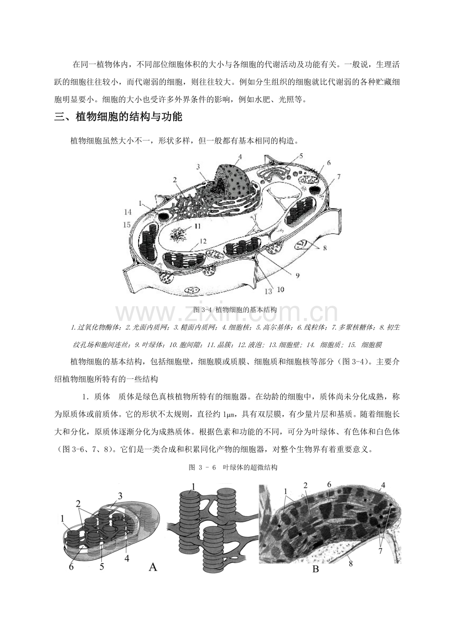 植物的细胞和组织.doc_第2页