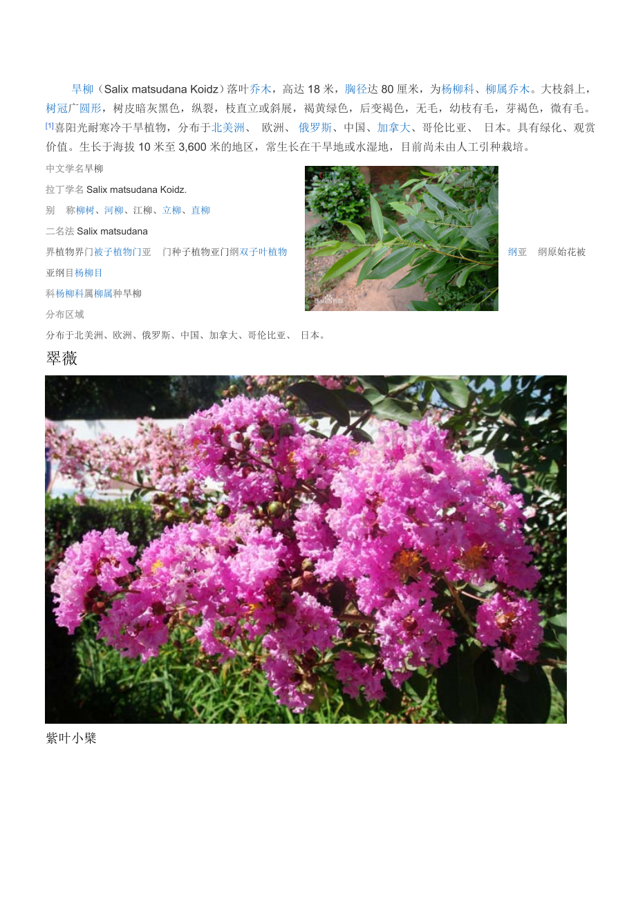 校园绿化树木图片及简介.doc_第1页