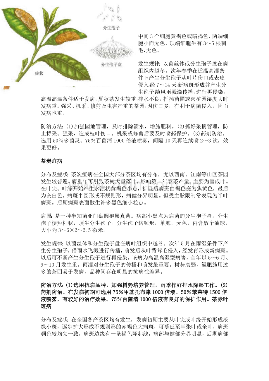 茶树成叶和老叶的主要病害及其防治.doc_第2页