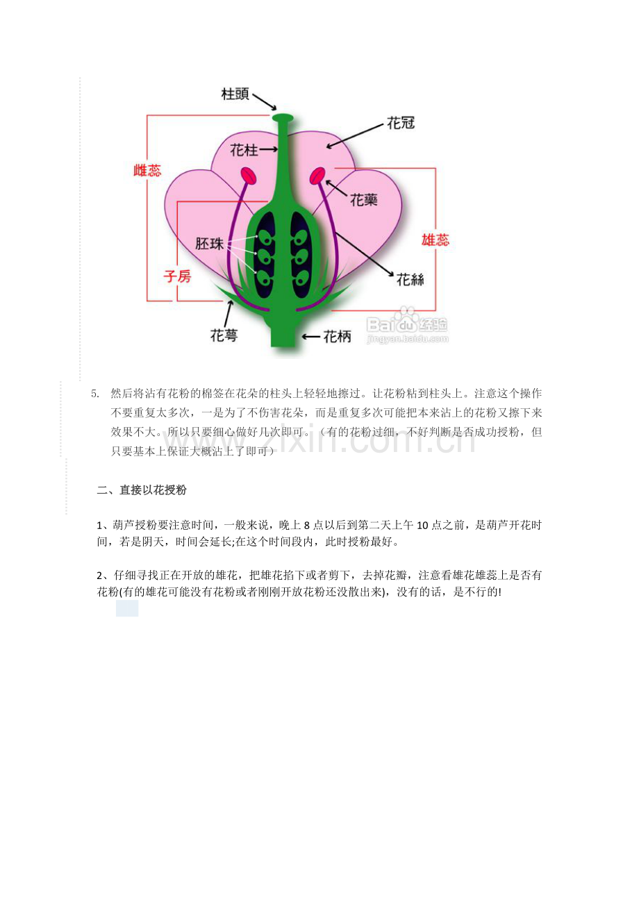 葫芦人工授粉.docx_第2页