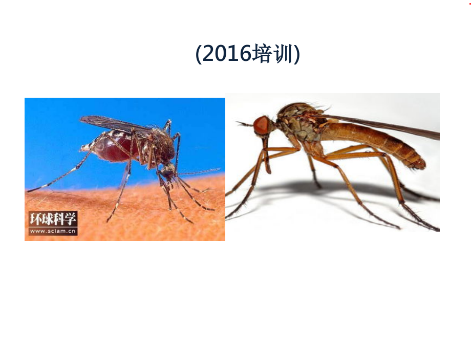 黄热病2106课件.ppt_第1页