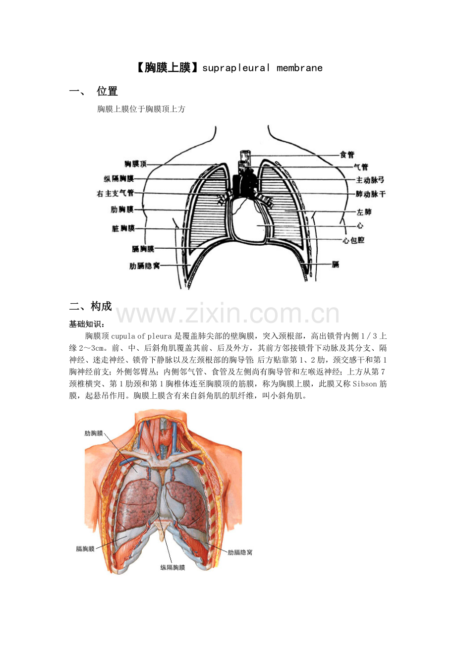 胸膜上膜Microsoft Word 文档.doc_第1页