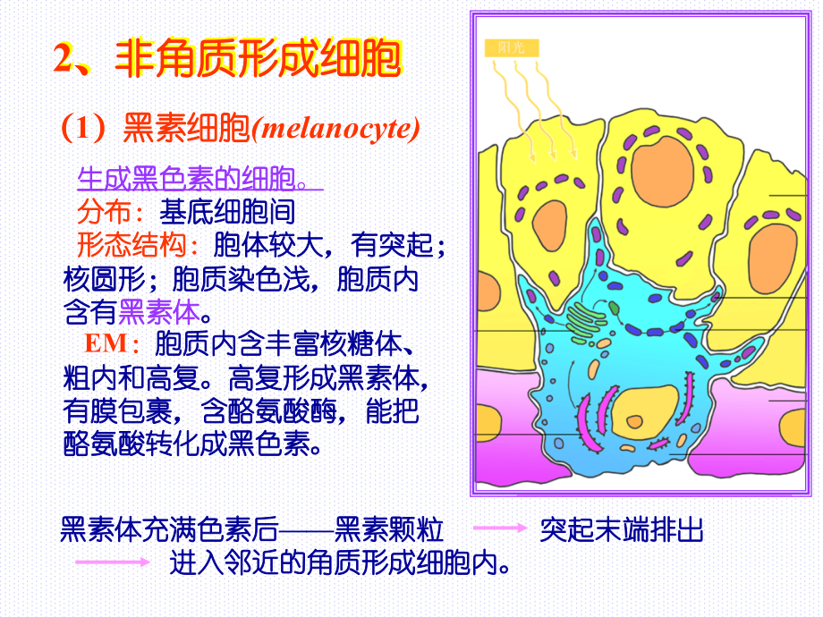 组织学与胚胎学-第11章-皮肤(下).ppt_第1页