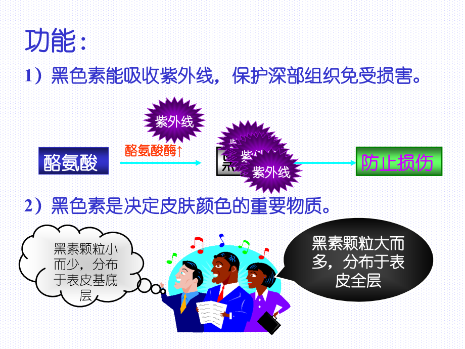 组织学与胚胎学-第11章-皮肤(下).ppt_第2页