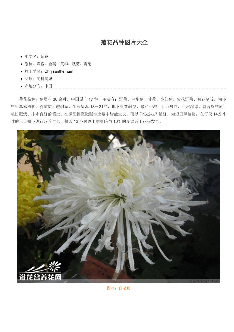 菊花品种图片大全.doc_第1页