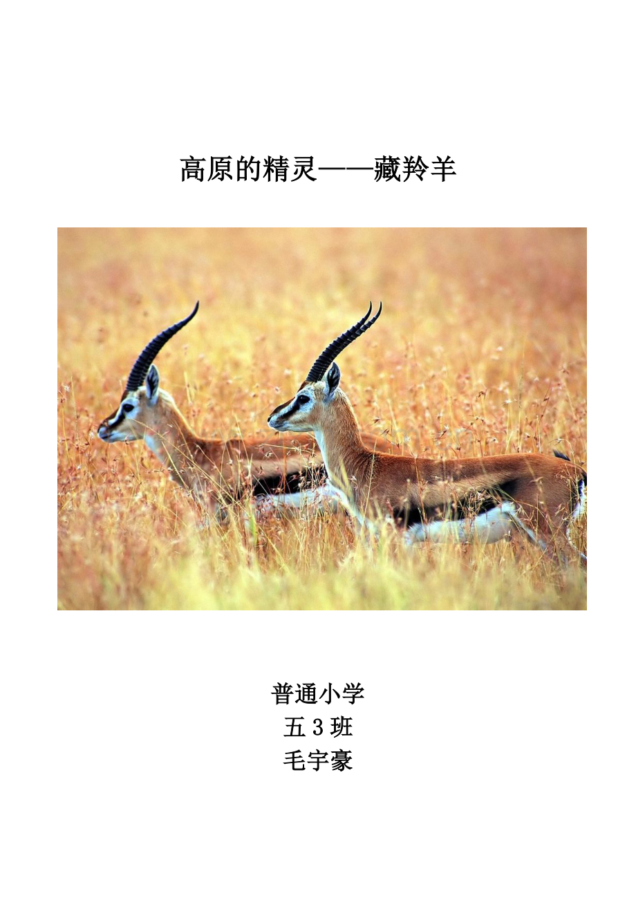 论文-藏羚羊.doc_第1页