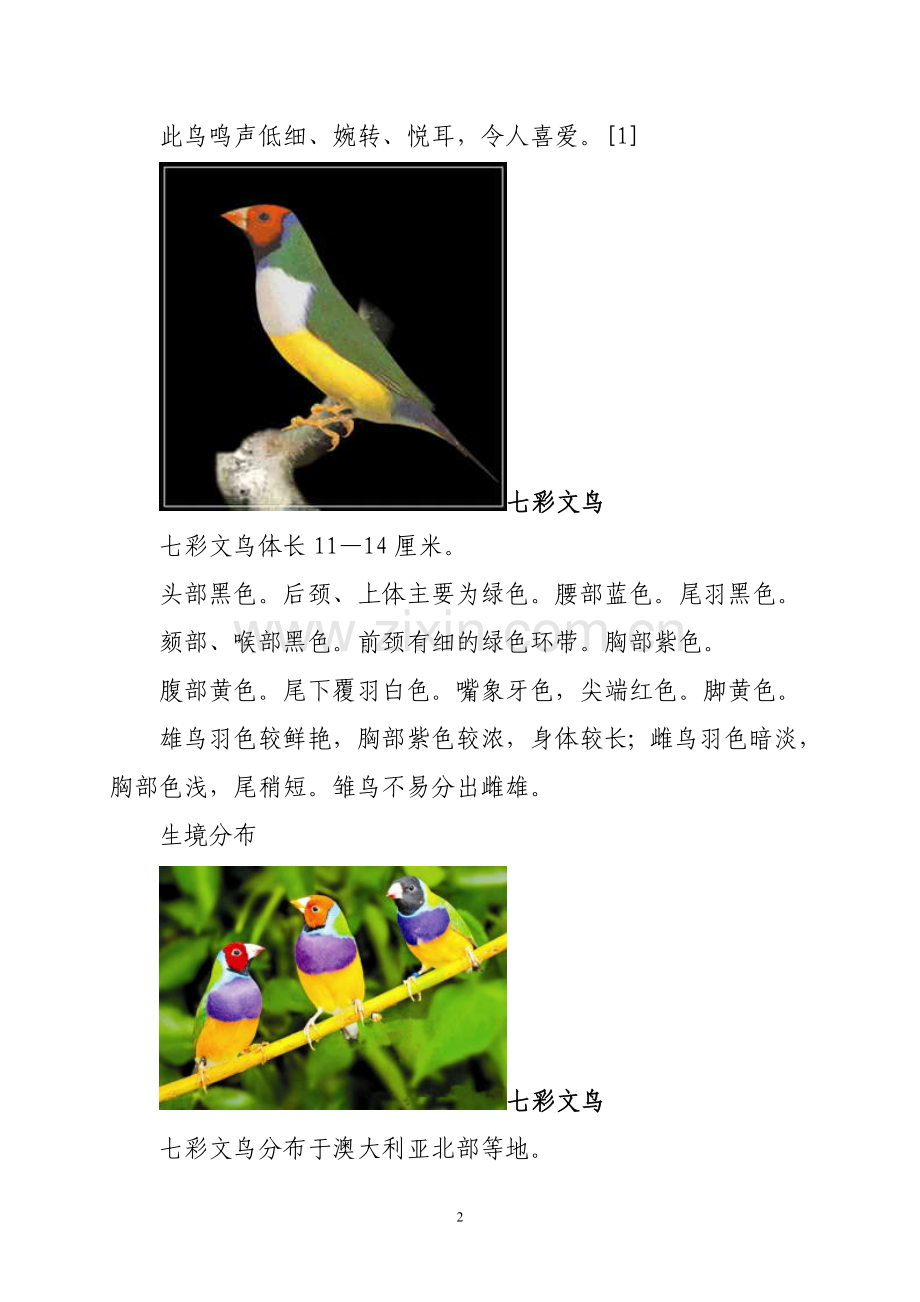 体形介于黄雀与麻雀之间的七彩文鸟.doc_第2页