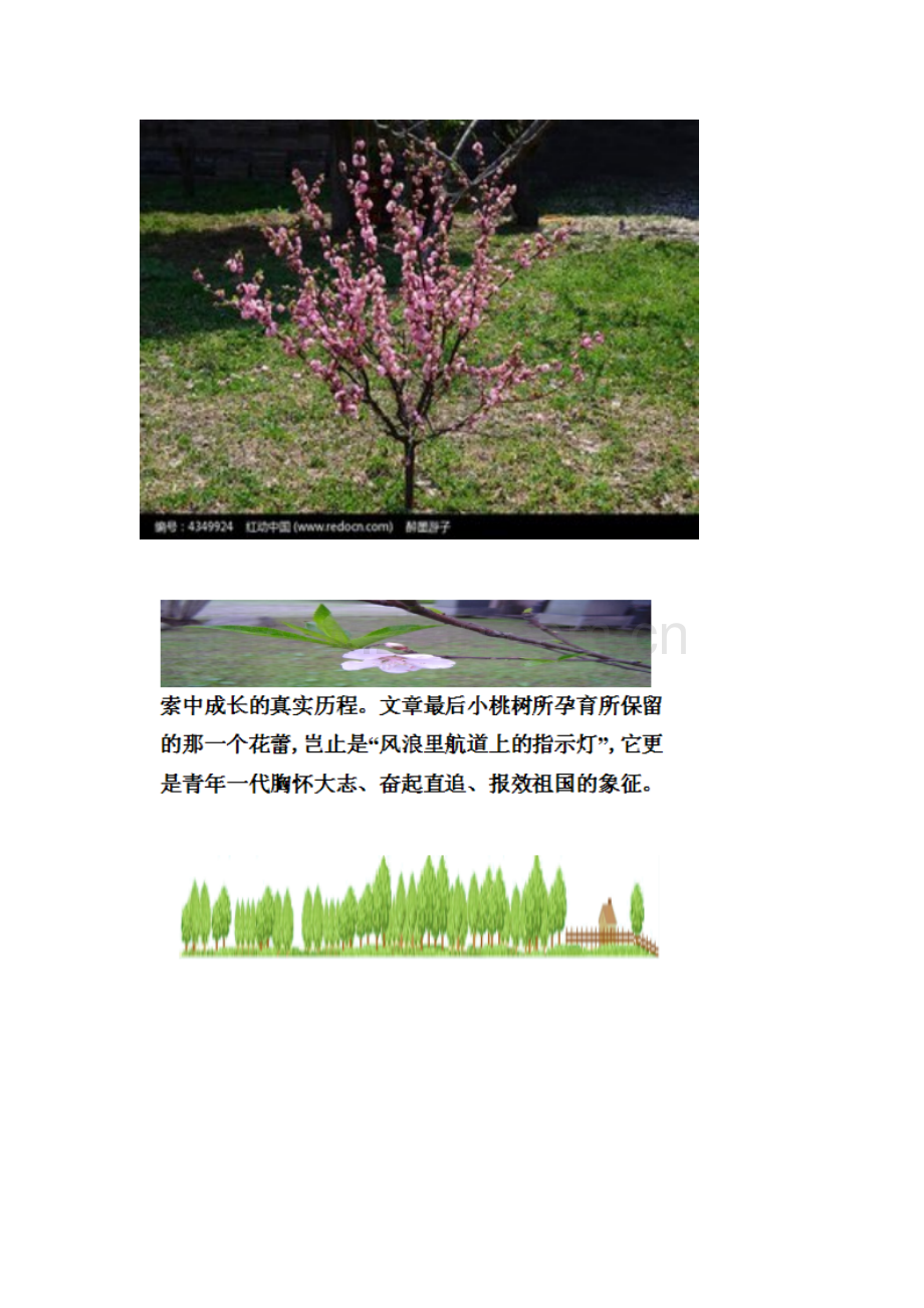 (部编)初中语文人教2011课标版七年级下册一颗小桃树(素材).docx_第2页