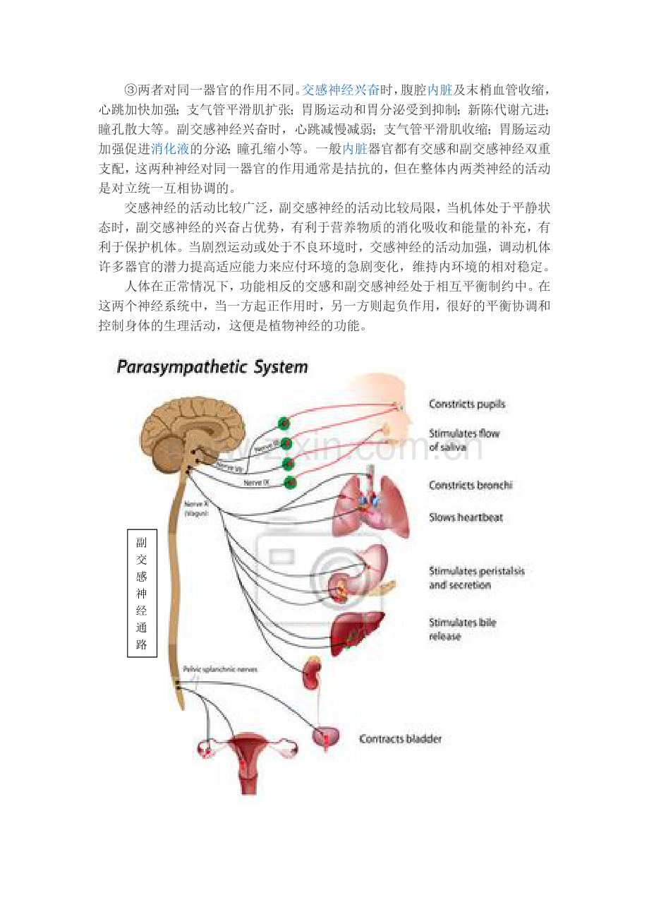 交感神经和副交感神经的主要作用.doc_第2页