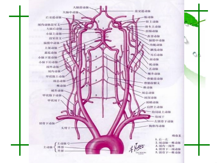头颈部血管的ctmr诊断.ppt_第2页